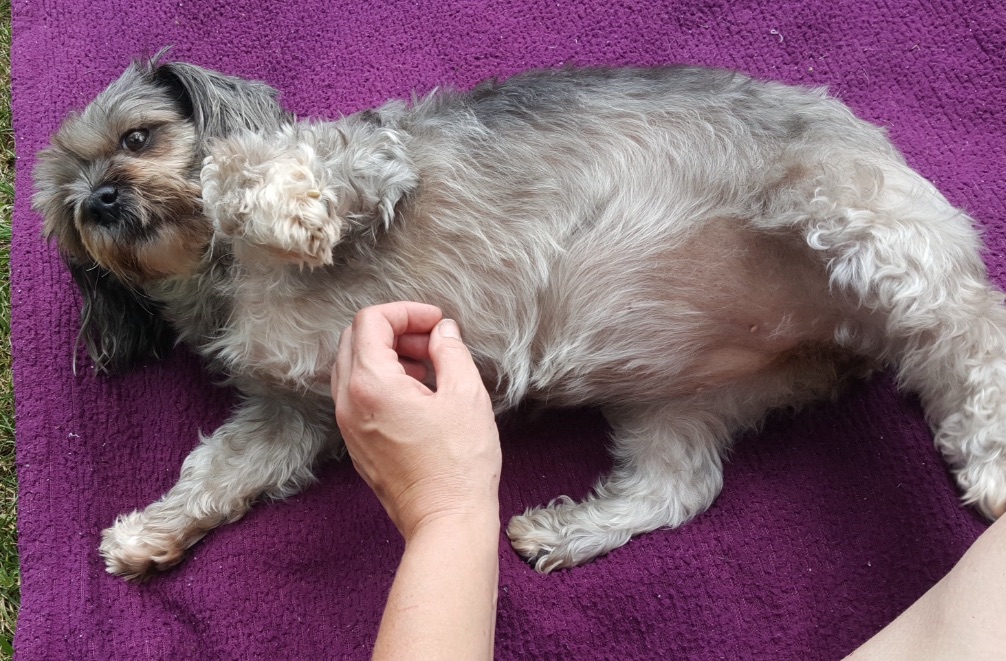 What Losing My Dog Taught Me About Unconditional&nbsp;Love