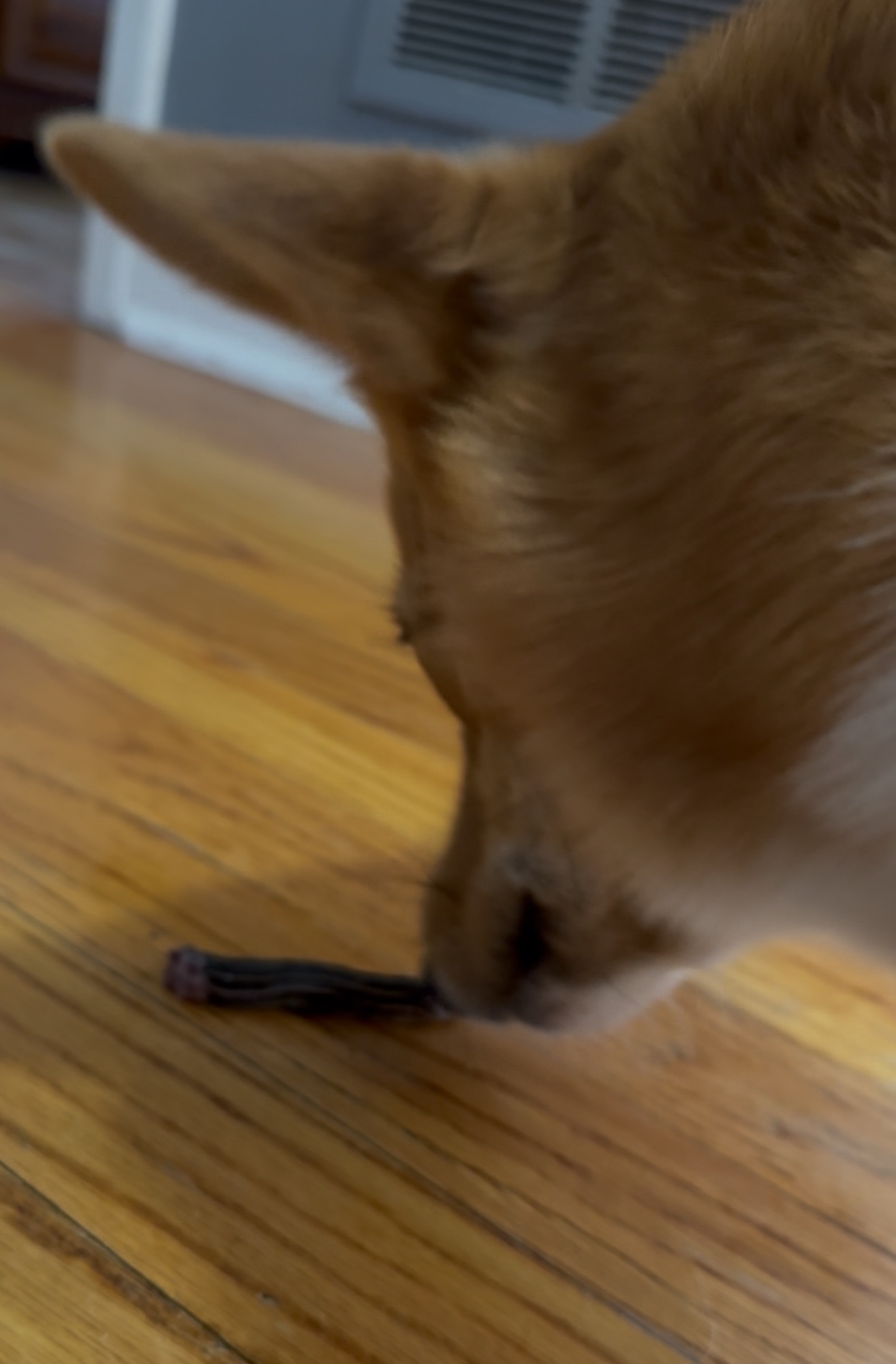 Dolly’s Thoughtful (and Slightly Gross) Gifts