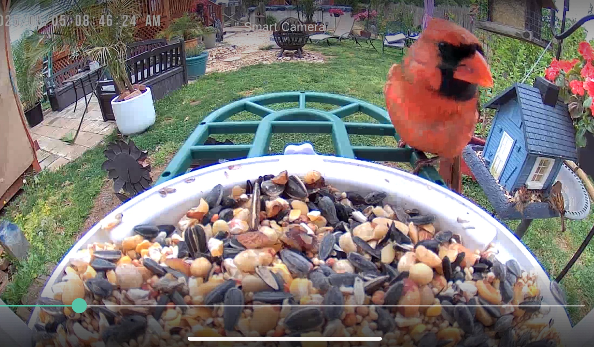 Tiny Wings, Big Peace: How Birdwatching Became My Therapy