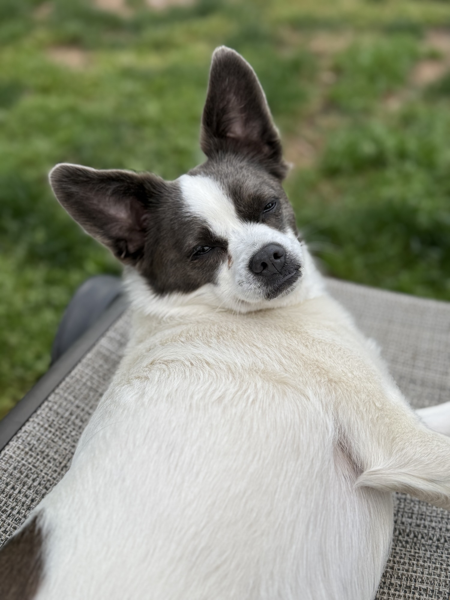 From Wolf to Wigglebutt: The Glorious Evolution of Dogs